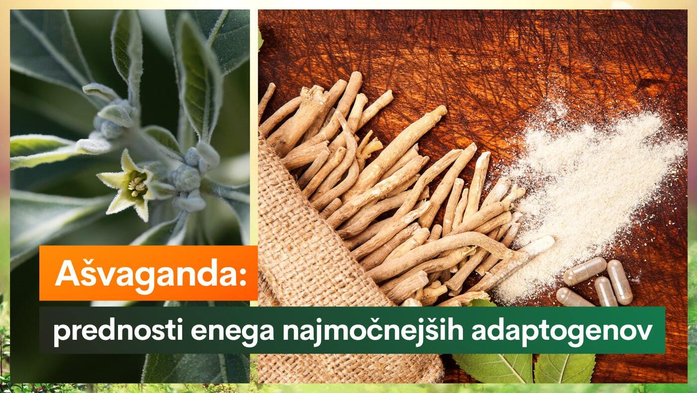 Ašvaganda prednosti enega najmočnejših adaptogenov